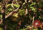 Standbild Wald Honolulu Hawaii USA, 1967, aus Sekunde 13 historischem Filmmaterial Videoclip 65675065912