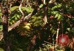 Standbild Wald Honolulu Hawaii USA, 1967, aus Sekunde 14 historischem Filmmaterial Videoclip 65675065912