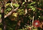Standbild Wald Honolulu Hawaii USA, 1967, aus Sekunde 15 historischem Filmmaterial Videoclip 65675065912