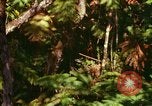 Standbild Wald Honolulu Hawaii USA, 1967, aus Sekunde 16 historischem Filmmaterial Videoclip 65675065912