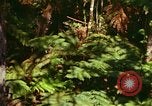 Standbild Wald Honolulu Hawaii USA, 1967, aus Sekunde 17 historischem Filmmaterial Videoclip 65675065912