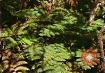 Standbild Wald Honolulu Hawaii USA, 1967, aus Sekunde 18 historischem Filmmaterial Videoclip 65675065912