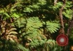 Standbild Wald Honolulu Hawaii USA, 1967, aus Sekunde 19 historischem Filmmaterial Videoclip 65675065912