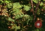 Standbild Wald Honolulu Hawaii USA, 1967, aus Sekunde 20 historischem Filmmaterial Videoclip 65675065912