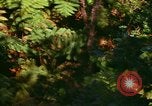 Standbild Wald Honolulu Hawaii USA, 1967, aus Sekunde 21 historischem Filmmaterial Videoclip 65675065912