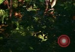 Standbild Wald Honolulu Hawaii USA, 1967, aus Sekunde 22 historischem Filmmaterial Videoclip 65675065912