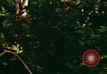 Standbild Wald Honolulu Hawaii USA, 1967, aus Sekunde 23 historischem Filmmaterial Videoclip 65675065912