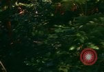 Standbild Wald Honolulu Hawaii USA, 1967, aus Sekunde 24 historischem Filmmaterial Videoclip 65675065912