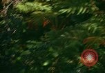 Standbild Wald Honolulu Hawaii USA, 1967, aus Sekunde 25 historischem Filmmaterial Videoclip 65675065912
