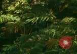 Standbild Wald Honolulu Hawaii USA, 1967, aus Sekunde 26 historischem Filmmaterial Videoclip 65675065912