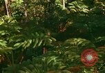 Standbild Wald Honolulu Hawaii USA, 1967, aus Sekunde 27 historischem Filmmaterial Videoclip 65675065912