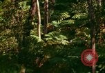 Standbild Wald Honolulu Hawaii USA, 1967, aus Sekunde 29 historischem Filmmaterial Videoclip 65675065912