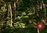 Standbild Wald Honolulu Hawaii USA, 1967, aus Sekunde 31 historischem Filmmaterial Videoclip 65675065912