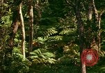 Standbild Wald Honolulu Hawaii USA, 1967, aus Sekunde 32 historischem Filmmaterial Videoclip 65675065912
