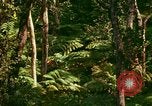 Standbild Wald Honolulu Hawaii USA, 1967, aus Sekunde 33 historischem Filmmaterial Videoclip 65675065912