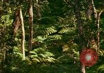 Standbild Wald Honolulu Hawaii USA, 1967, aus Sekunde 34 historischem Filmmaterial Videoclip 65675065912