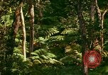 Standbild Wald Honolulu Hawaii USA, 1967, aus Sekunde 35 historischem Filmmaterial Videoclip 65675065912