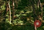 Standbild Wald Honolulu Hawaii USA, 1967, aus Sekunde 36 historischem Filmmaterial Videoclip 65675065912