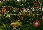 Standbild Wald Honolulu Hawaii USA, 1967, aus Sekunde 37 historischem Filmmaterial Videoclip 65675065912