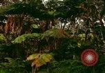 Standbild Wald Honolulu Hawaii USA, 1967, aus Sekunde 38 historischem Filmmaterial Videoclip 65675065912