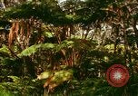 Standbild Wald Honolulu Hawaii USA, 1967, aus Sekunde 39 historischem Filmmaterial Videoclip 65675065912