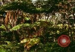 Standbild Wald Honolulu Hawaii USA, 1967, aus Sekunde 40 historischem Filmmaterial Videoclip 65675065912