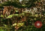Standbild Wald Honolulu Hawaii USA, 1967, aus Sekunde 41 historischem Filmmaterial Videoclip 65675065912