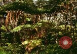 Standbild Wald Honolulu Hawaii USA, 1967, aus Sekunde 42 historischem Filmmaterial Videoclip 65675065912