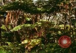 Standbild Wald Honolulu Hawaii USA, 1967, aus Sekunde 43 historischem Filmmaterial Videoclip 65675065912