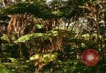 Standbild Wald Honolulu Hawaii USA, 1967, aus Sekunde 44 historischem Filmmaterial Videoclip 65675065912