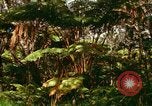 Standbild Wald Honolulu Hawaii USA, 1967, aus Sekunde 45 historischem Filmmaterial Videoclip 65675065912