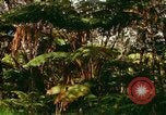 Standbild Wald Honolulu Hawaii USA, 1967, aus Sekunde 46 historischem Filmmaterial Videoclip 65675065912