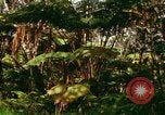 Standbild Wald Honolulu Hawaii USA, 1967, aus Sekunde 47 historischem Filmmaterial Videoclip 65675065912