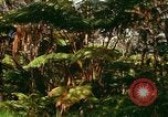 Standbild Wald Honolulu Hawaii USA, 1967, aus Sekunde 48 historischem Filmmaterial Videoclip 65675065912