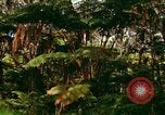 Standbild Wald Honolulu Hawaii USA, 1967, aus Sekunde 49 historischem Filmmaterial Videoclip 65675065912