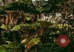 Standbild Wald Honolulu Hawaii USA, 1967, aus Sekunde 50 historischem Filmmaterial Videoclip 65675065912
