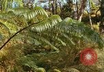 Standbild Wald Honolulu Hawaii USA, 1967, aus Sekunde 51 historischem Filmmaterial Videoclip 65675065912