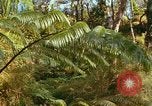 Standbild Wald Honolulu Hawaii USA, 1967, aus Sekunde 52 historischem Filmmaterial Videoclip 65675065912