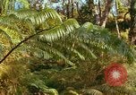 Standbild Wald Honolulu Hawaii USA, 1967, aus Sekunde 53 historischem Filmmaterial Videoclip 65675065912