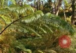 Standbild Wald Honolulu Hawaii USA, 1967, aus Sekunde 54 historischem Filmmaterial Videoclip 65675065912