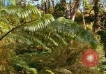 Standbild Wald Honolulu Hawaii USA, 1967, aus Sekunde 55 historischem Filmmaterial Videoclip 65675065912