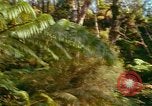 Standbild Wald Honolulu Hawaii USA, 1967, aus Sekunde 56 historischem Filmmaterial Videoclip 65675065912
