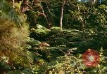 Standbild Wald Honolulu Hawaii USA, 1967, aus Sekunde 59 historischem Filmmaterial Videoclip 65675065912