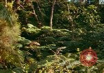 Standbild Wald Honolulu Hawaii USA, 1967, aus Sekunde 60 historischem Filmmaterial Videoclip 65675065912