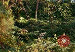 Standbild Wald Honolulu Hawaii USA, 1967, aus Sekunde 61 historischem Filmmaterial Videoclip 65675065912