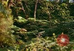 Standbild Wald Honolulu Hawaii USA, 1967, aus Sekunde 62 historischem Filmmaterial Videoclip 65675065912