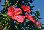 Standbild Blumen Honolulu Hawaii USA, 1967, aus Sekunde 3 historischem Filmmaterial Videoclip 65675065913