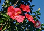 Standbild Blumen Honolulu Hawaii USA, 1967, aus Sekunde 4 historischem Filmmaterial Videoclip 65675065913