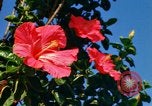 Standbild Blumen Honolulu Hawaii USA, 1967, aus Sekunde 5 historischem Filmmaterial Videoclip 65675065913