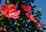 Standbild Blumen Honolulu Hawaii USA, 1967, aus Sekunde 6 historischem Filmmaterial Videoclip 65675065913